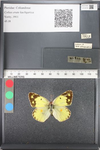 Media type: image;   Entomology 124750
